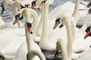 gay and lesbian ducks dating 